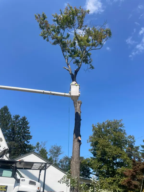 Tall remaining trunk during tree work