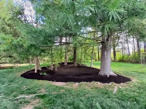 Mulch ring around mature trees