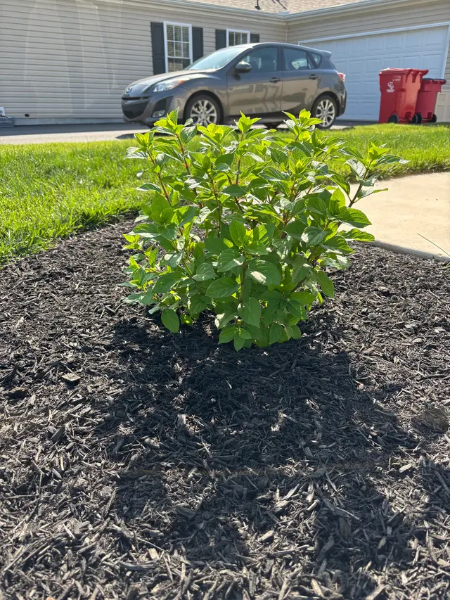 Landscape Planting context for True Roots Property Services LLC