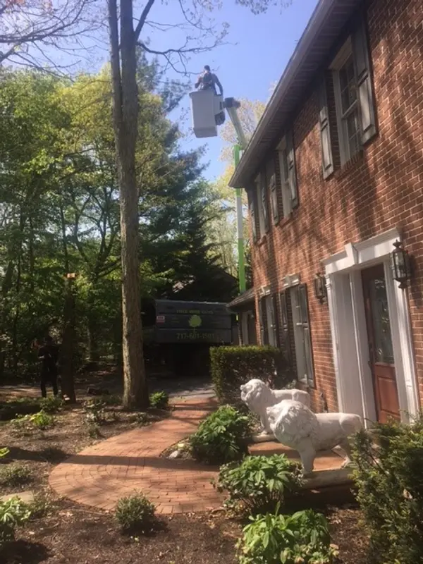 Tree work beside a brick home