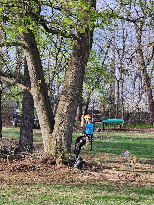 Tree work in a yard