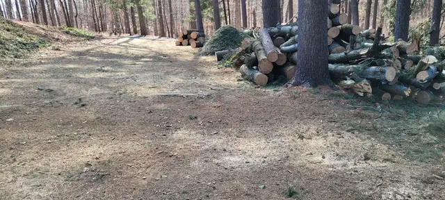 Stump Grinding context for LIM 4 Him Tree Service, LLC