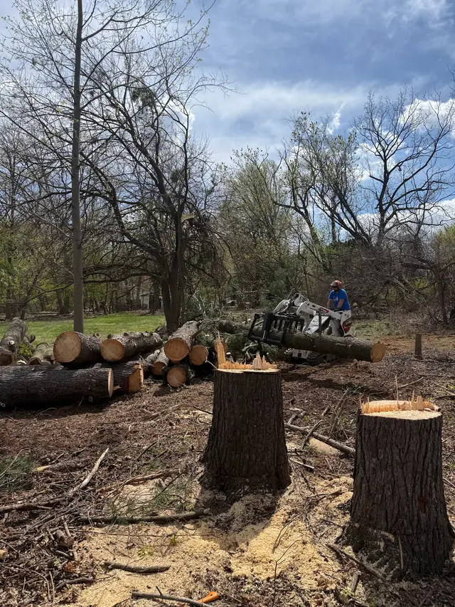 Dead & Damaged Trees context for Red Saw Tree Service