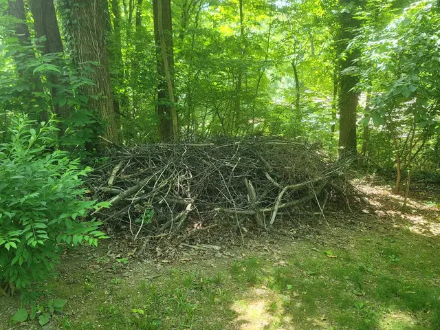 Brush Removal context for Affordable Brush and Tree Removal