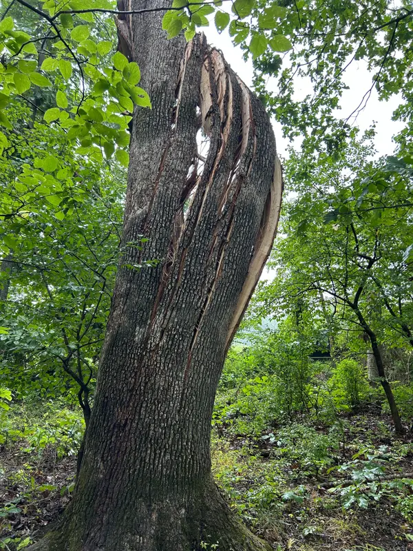 Decayed section of a tree trunk
