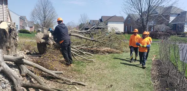 Crew clearing cut limbs