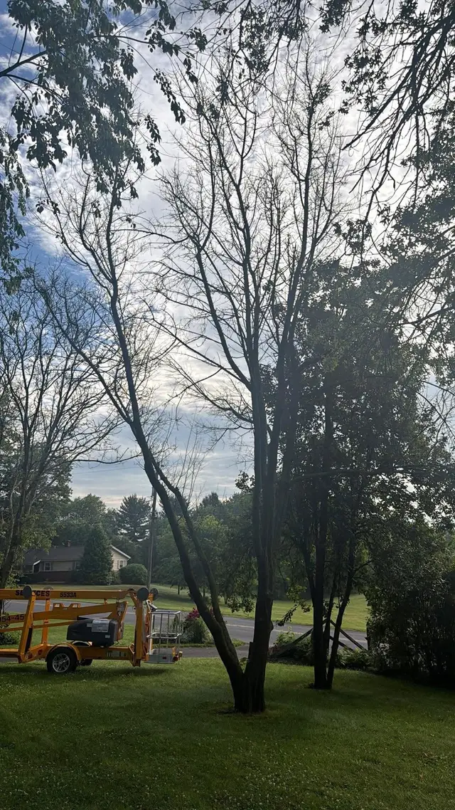 Tree Pruning & Trimming context for Michael Peiffer Tree Service