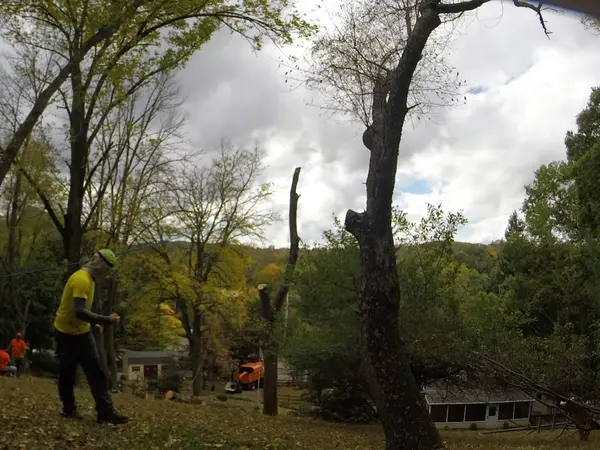 Tree work beside a home