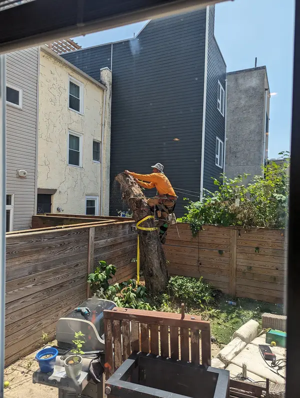 Tree work in a narrow yard