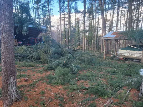 Tree removal area in woodland