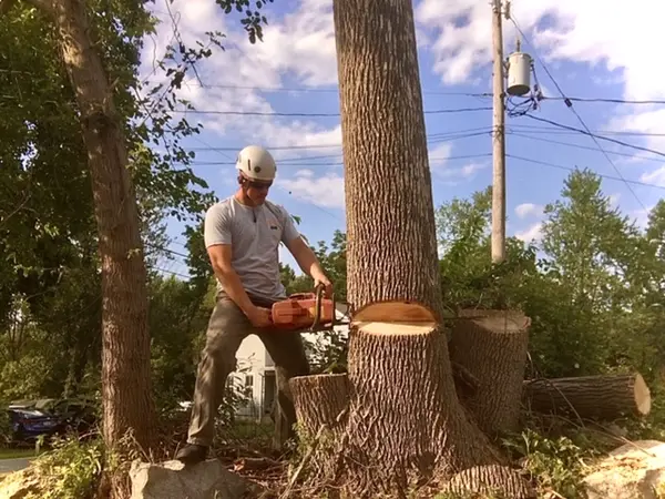 Cutting at the tree base