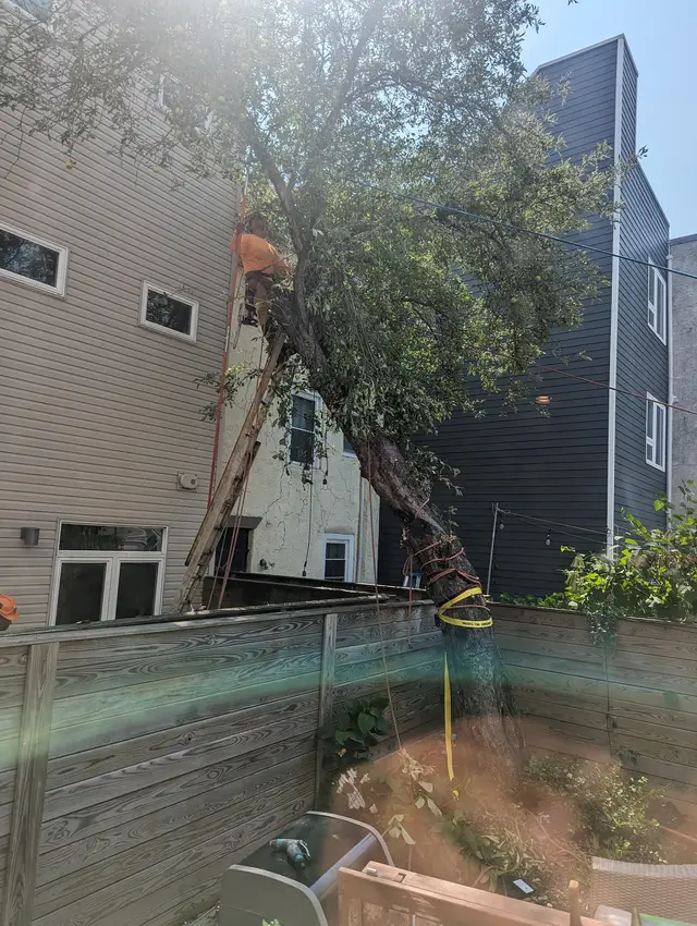 Dead & Damaged Trees context for Leopard Tree Services LLC