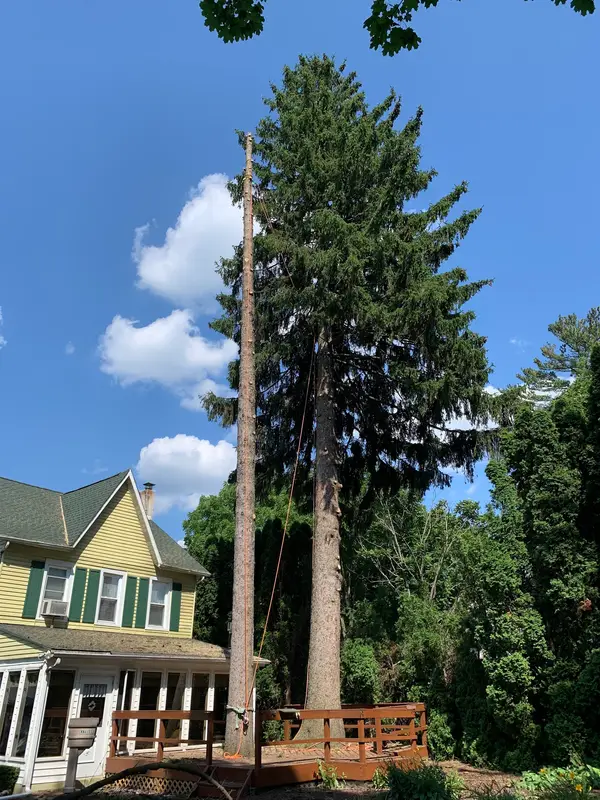 Tree beside a home