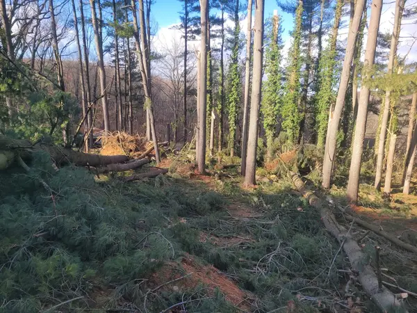 Cut branches in a wooded area