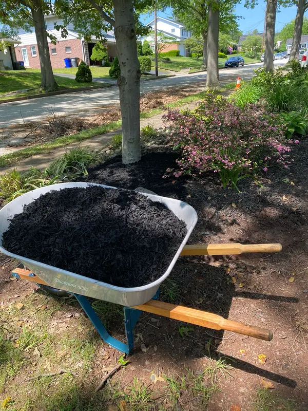 Mulching near mature trees