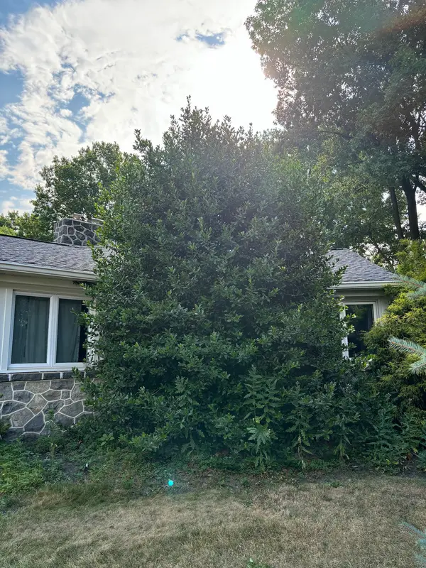 Overgrown planting area before cleanup