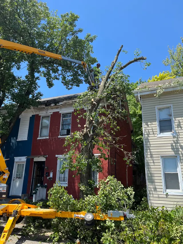 Tree Pruning & Trimming context for Affordable Brush and Tree Removal