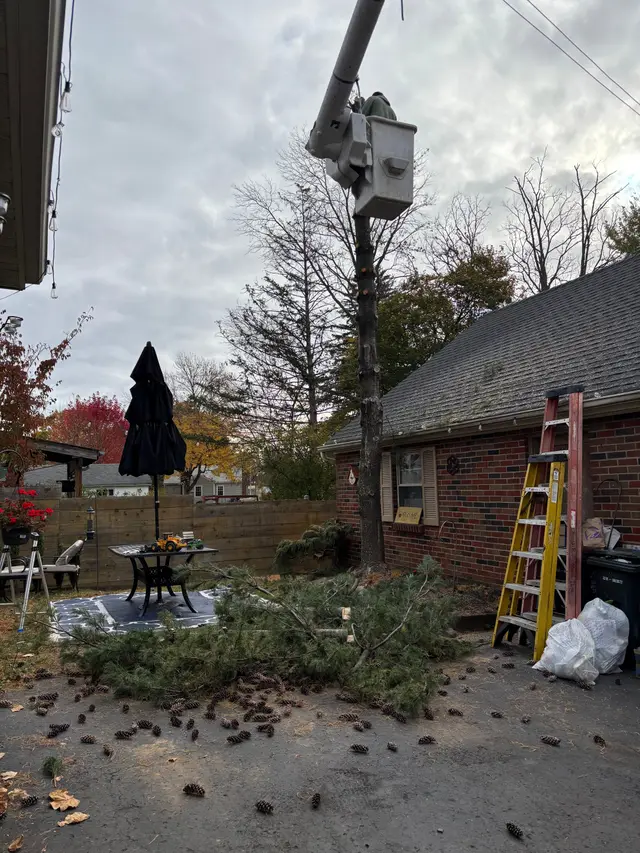Brush & Lot Clearing context for Professional Tree Care