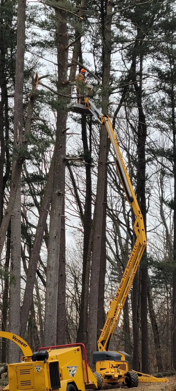 Lift among tall trees