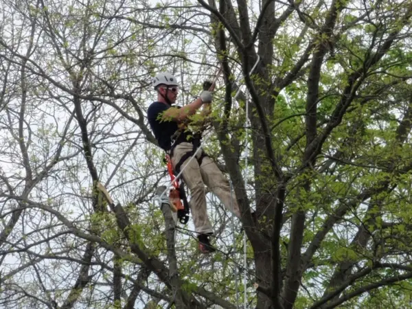 Climber in the canopy