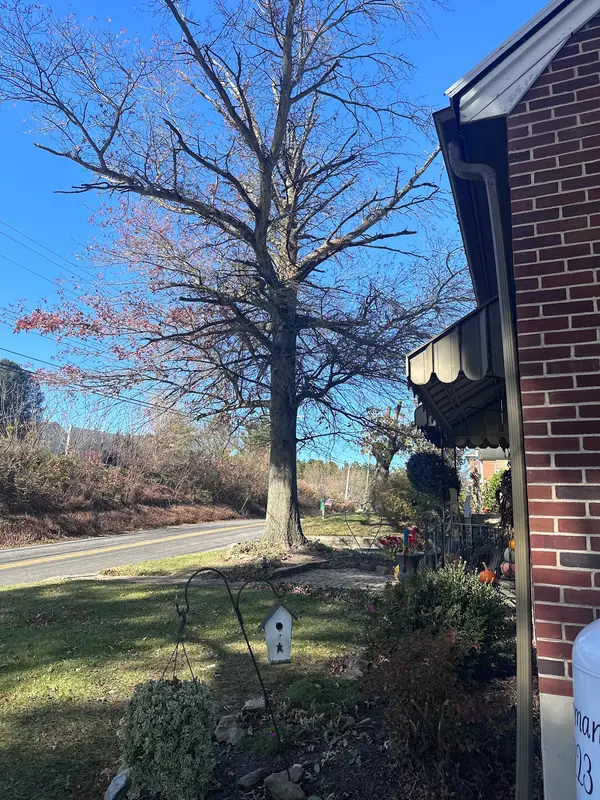 Tree beside a residential building