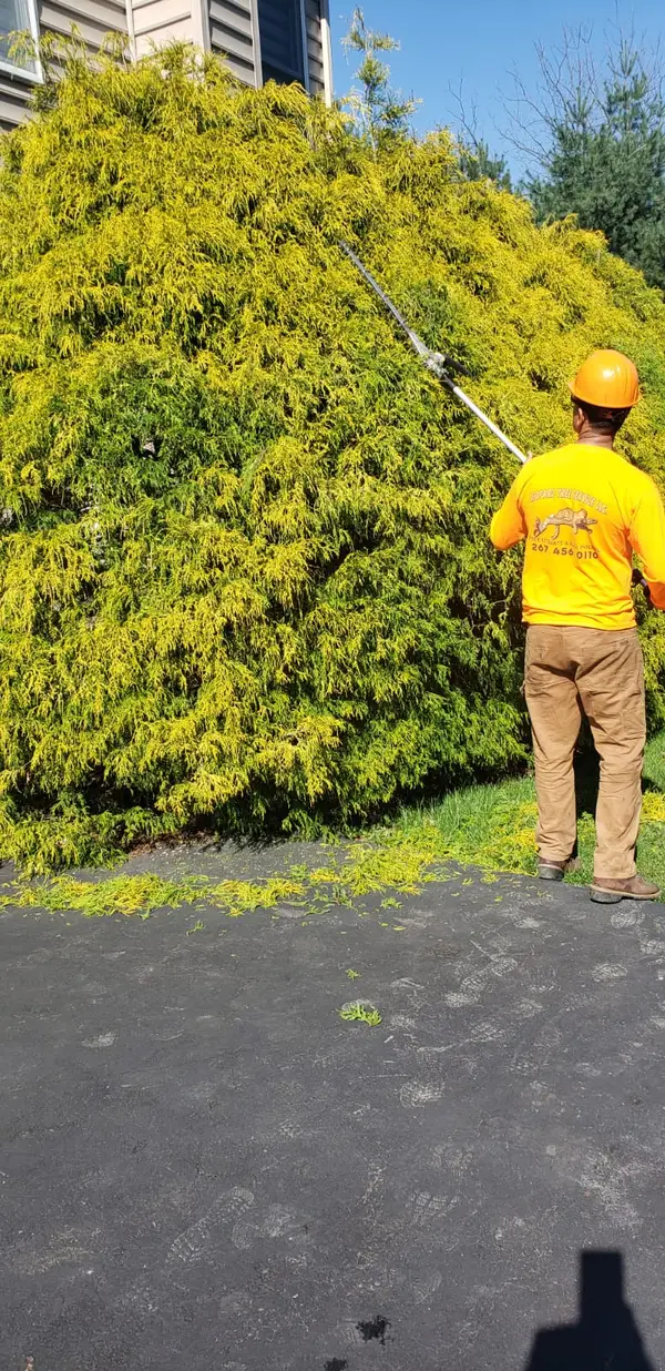 Tree trimming beside a driveway