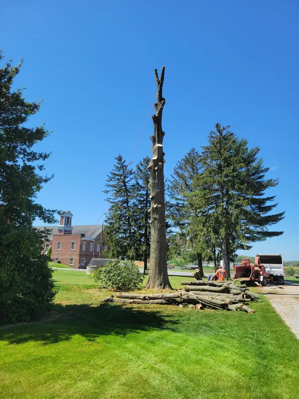 Tree work beside a home