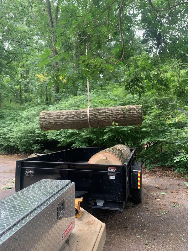 Wood loaded for removal