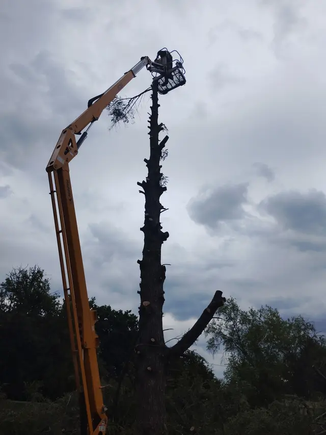 Tree Planting context for Affordable Brush and Tree Removal