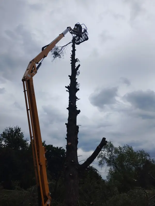 Equipment at a tree project