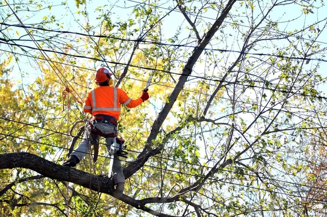 Tree Removal context for Scheetz Tree Service