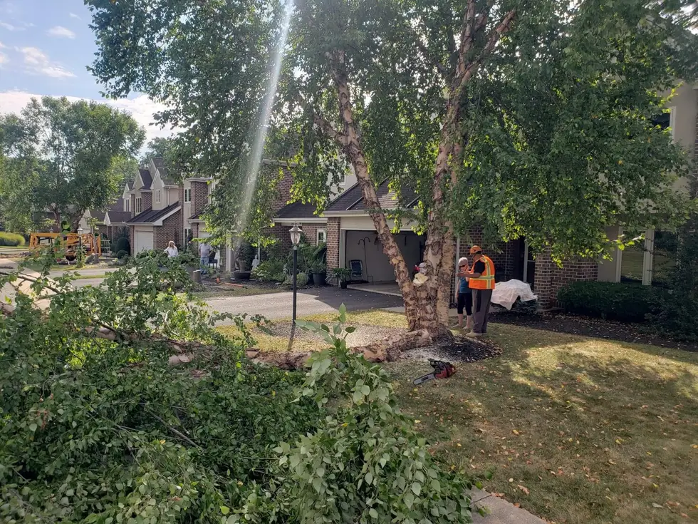 Jorges Tree Service project work