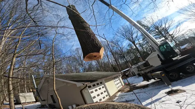 Tree Removal context for Nathan's Tree Service LLC