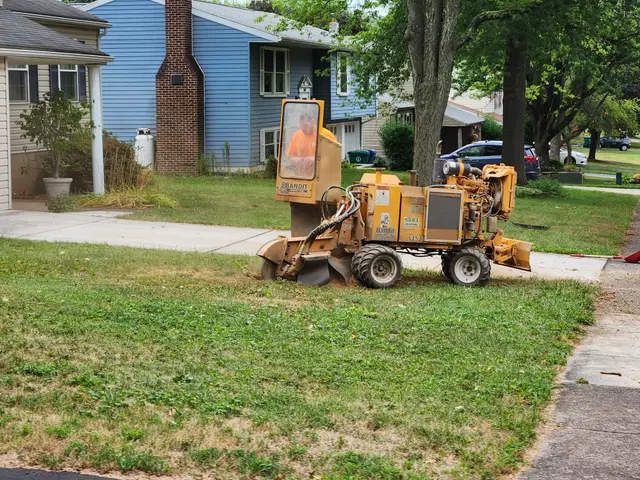Tree Removal context for Eichelbergers Tree Service
