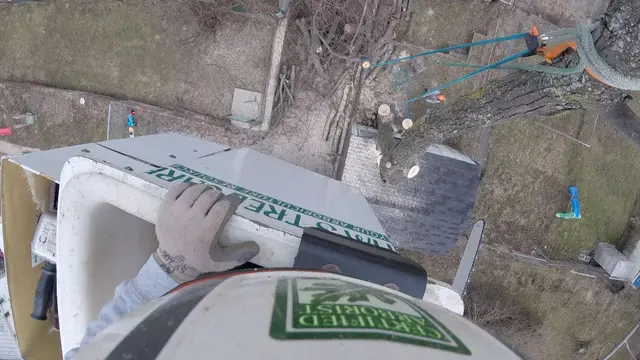 Tree Debris Cleanup context for TIM'S TREE CARE LLC