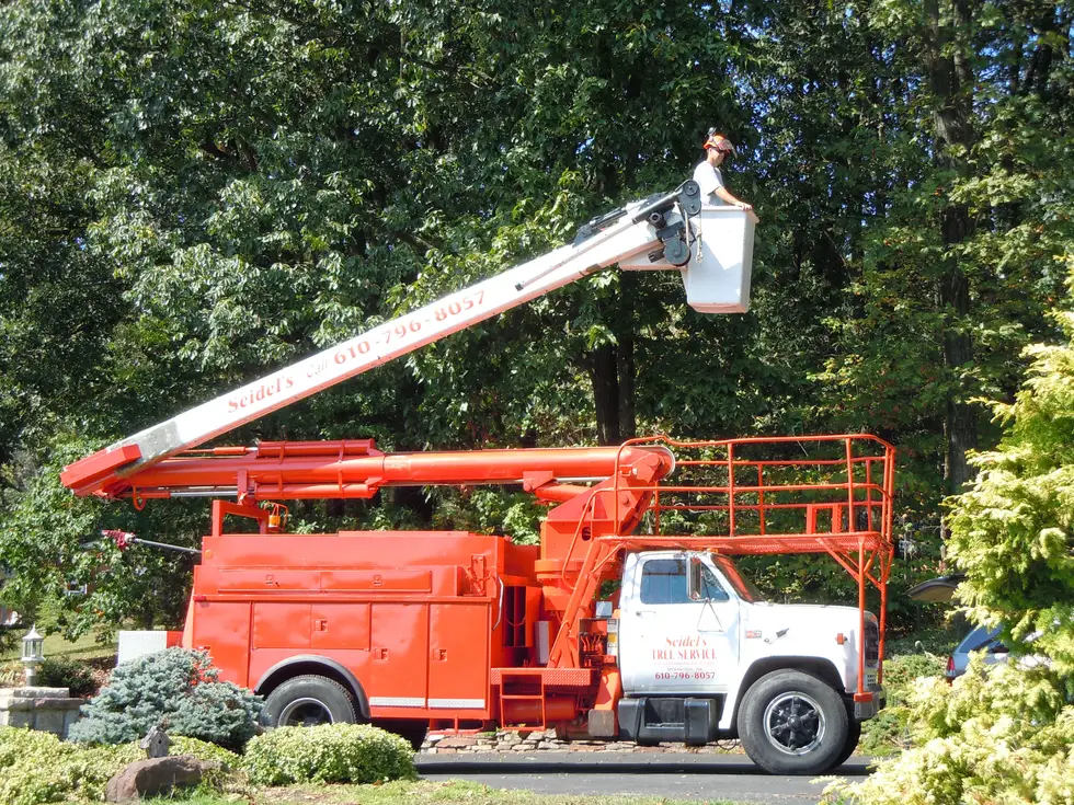 Seidel's Tree Service project work