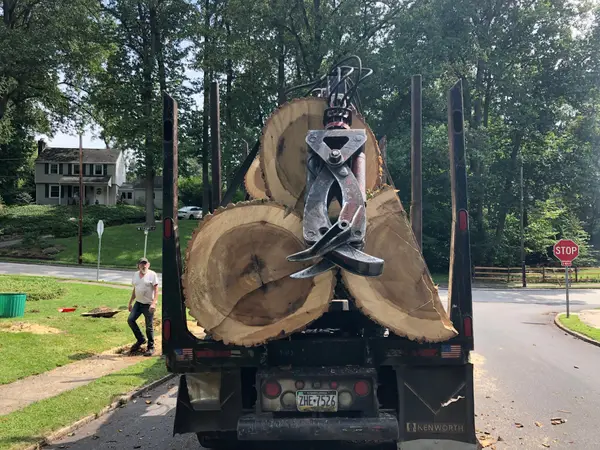 CPL crew with removed tree trunk sections