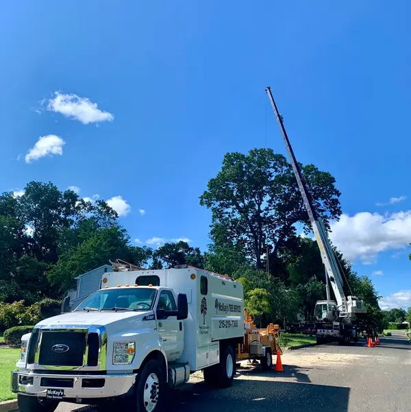 Tree-service truck and crane shown on the McKays Tree Services profile