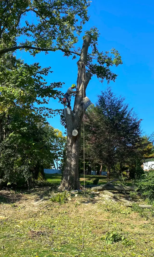 Tree Removal context for Baker's Tree Services