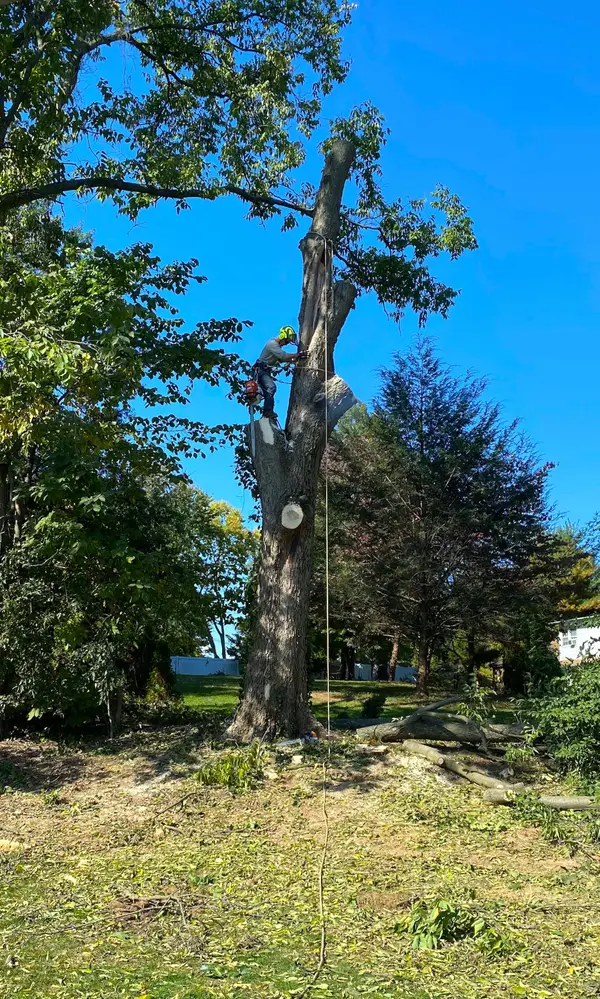 Tree climber working on a residential tree