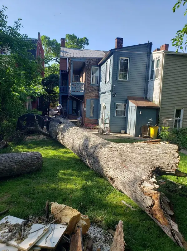 Large felled tree during removal