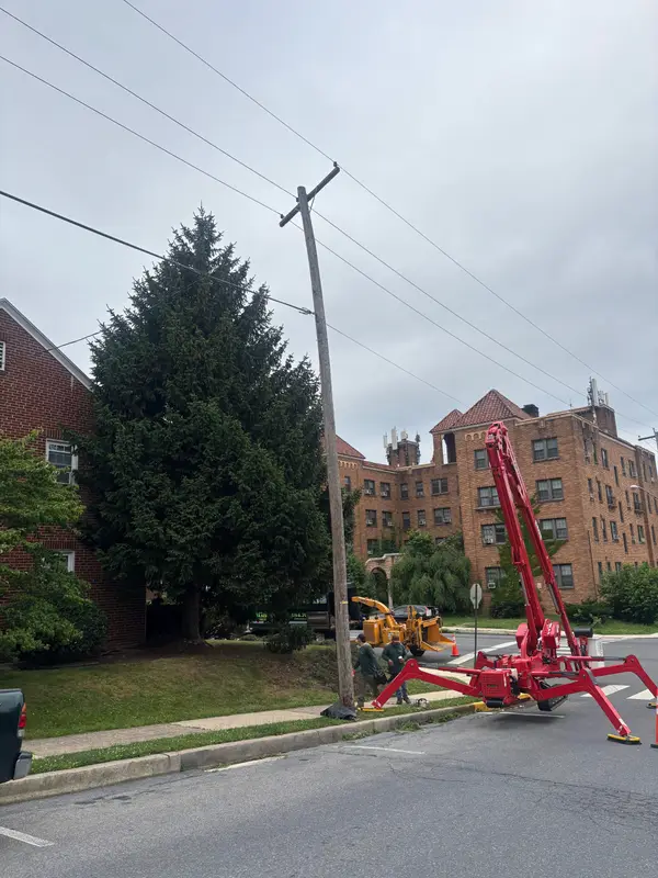 Aerial lift positioned beside a tall tree