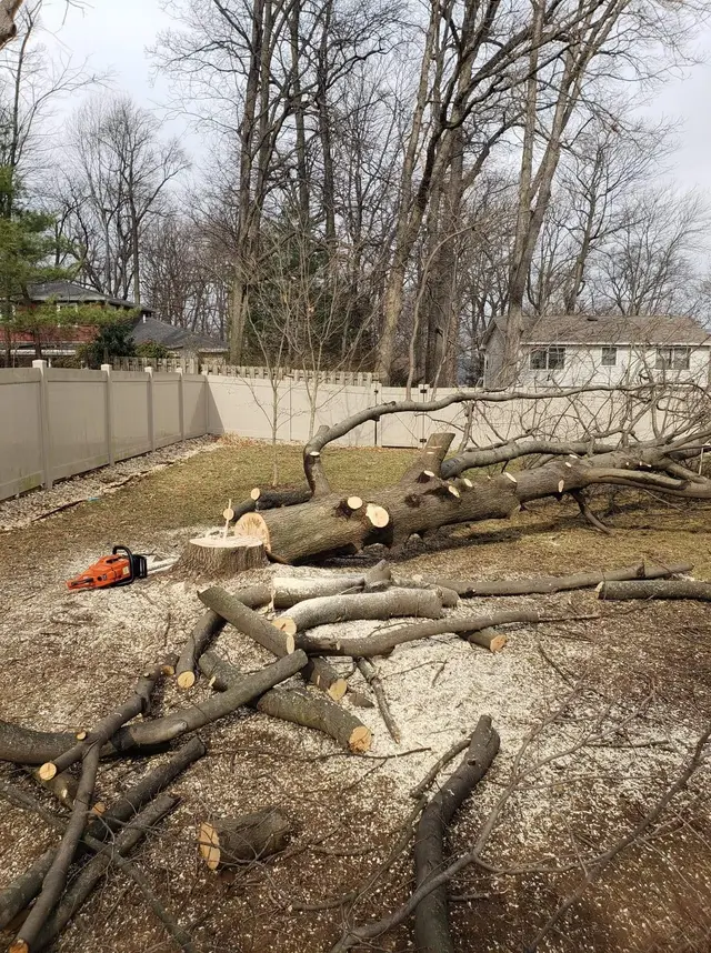 Cleanup and Hauling context for Jorges Tree Service