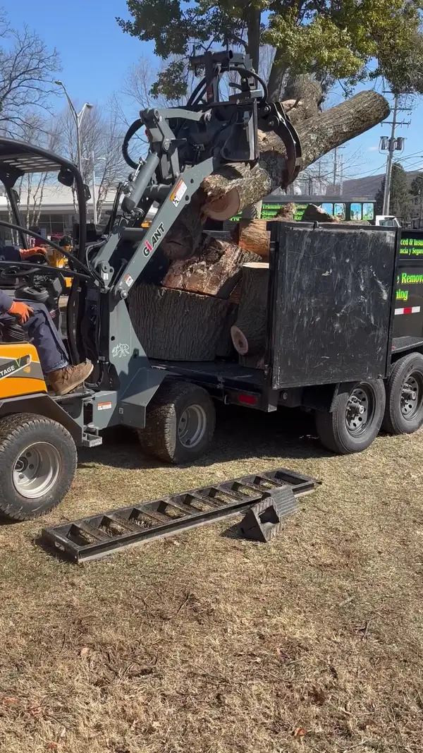 Loader placing cut tree sections into a dump truck