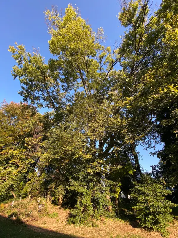 Mature tree before trimming or removal