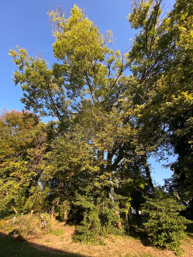 Tree Trimming context for Baker's Tree Services