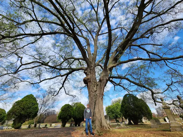 Tree Cabling context for Seidel's Tree Service
