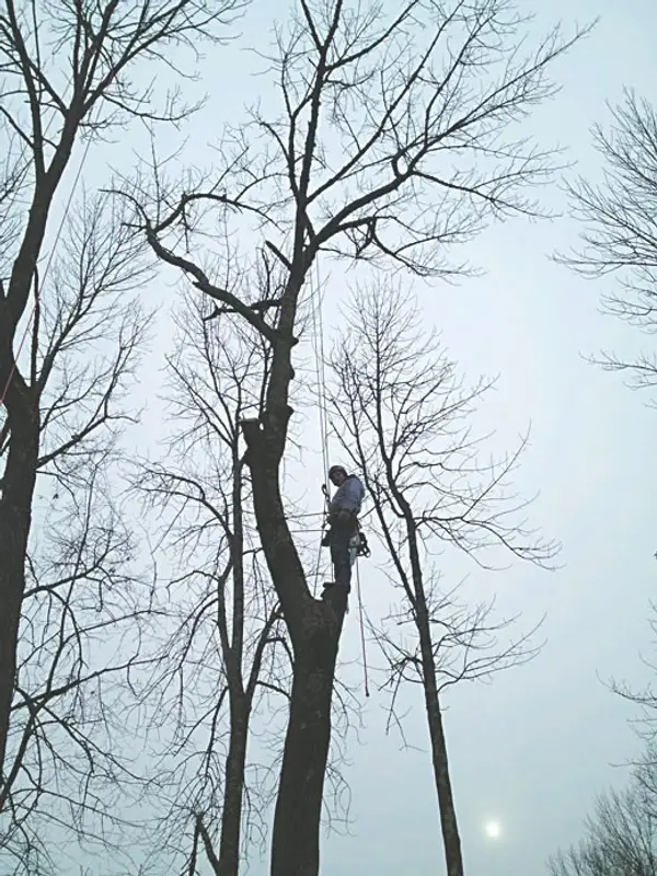 Owner Mike Langer working in a tree