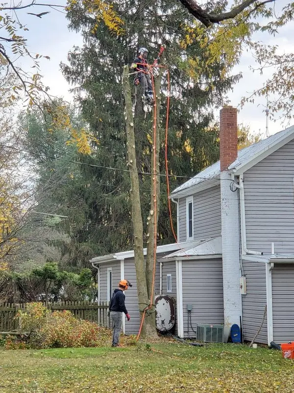 Tree work beside a house