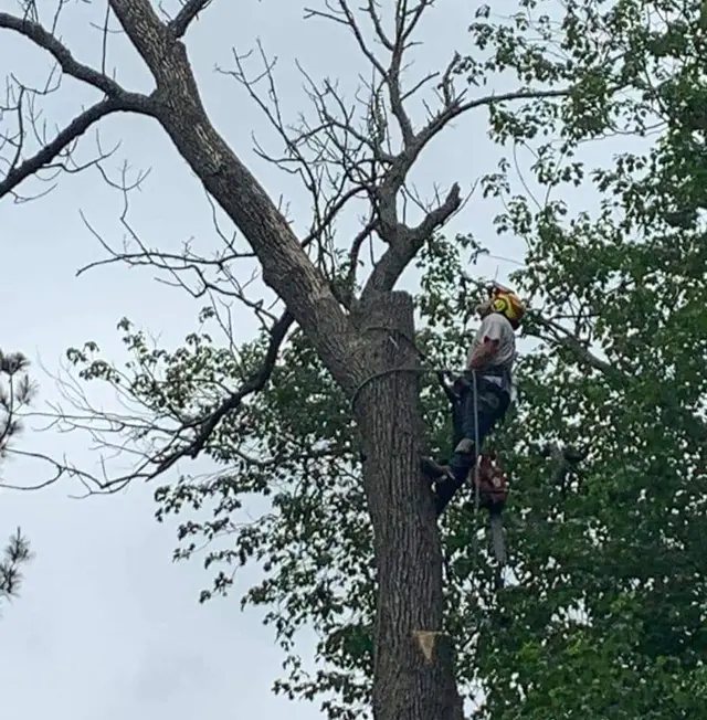 Tree Pruning & Trimming context for Quality Tree Services